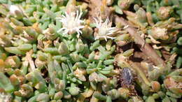 Image of Mesembryanthemum parviflorum Jacq.