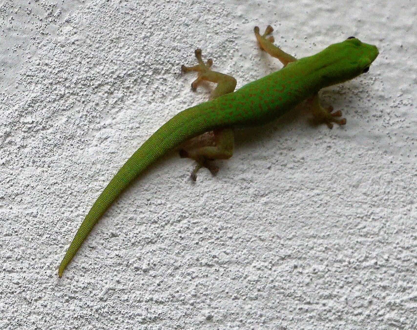 Imagem de Phelsuma v-nigra v-nigra Boettger 1913