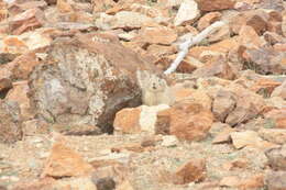 Image of Alpine Pika