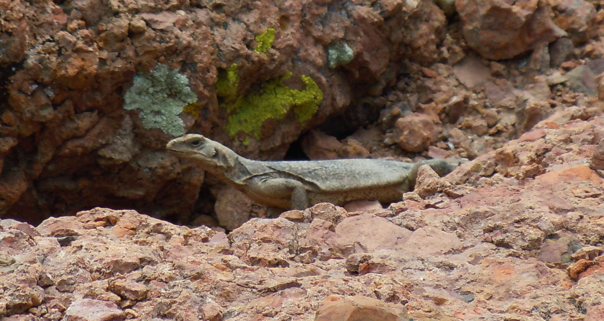 Imagem de Sauromalus ater Duméril 1856