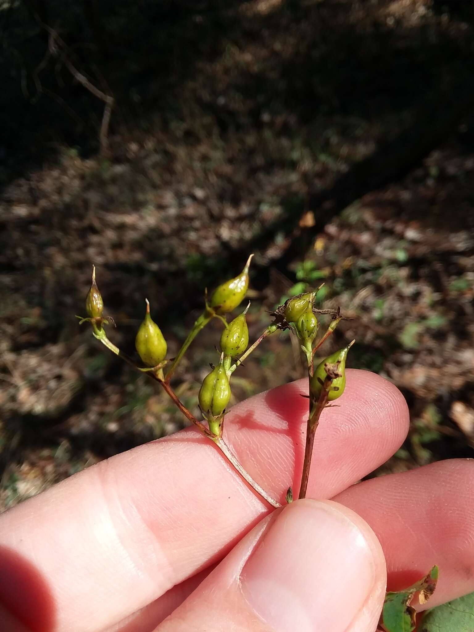 Imagem de Hypericum nudiflorum Michx. ex Willd.