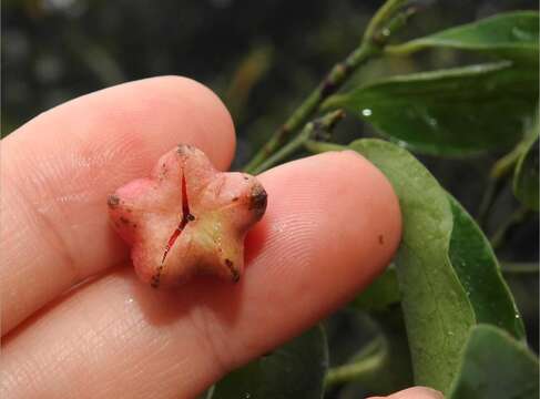 Imagem de Euonymus laxiflorus Champ. ex Benth.