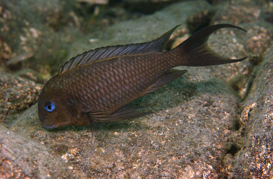 Image of Tropheus annectens Boulenger 1900