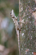 Image of Sri Lankan bloodsucker