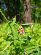 Image of Lathyrus pisiformis L.