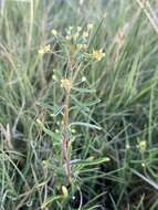 Image of Small-Flower Stinkweed