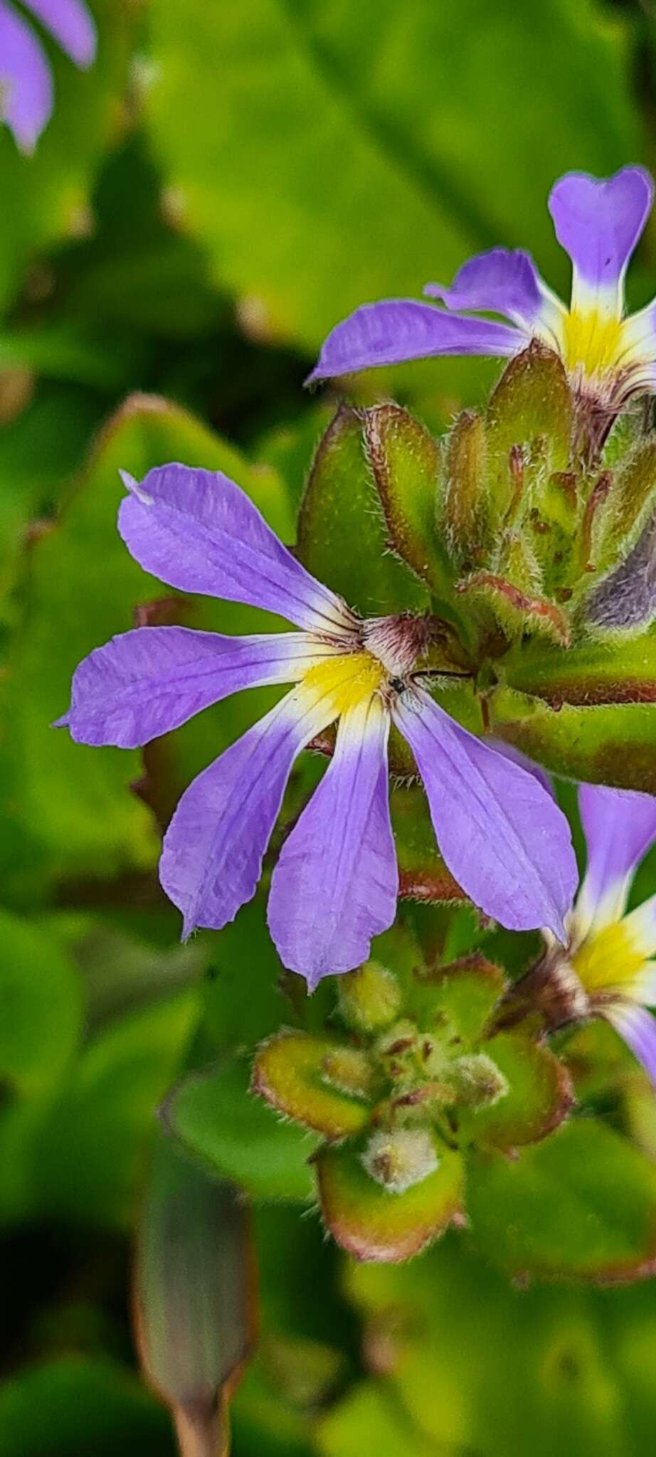 Image of Scaevola aemula R. Br.