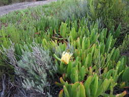 Image of Carpobrotus edulis subsp. edulis