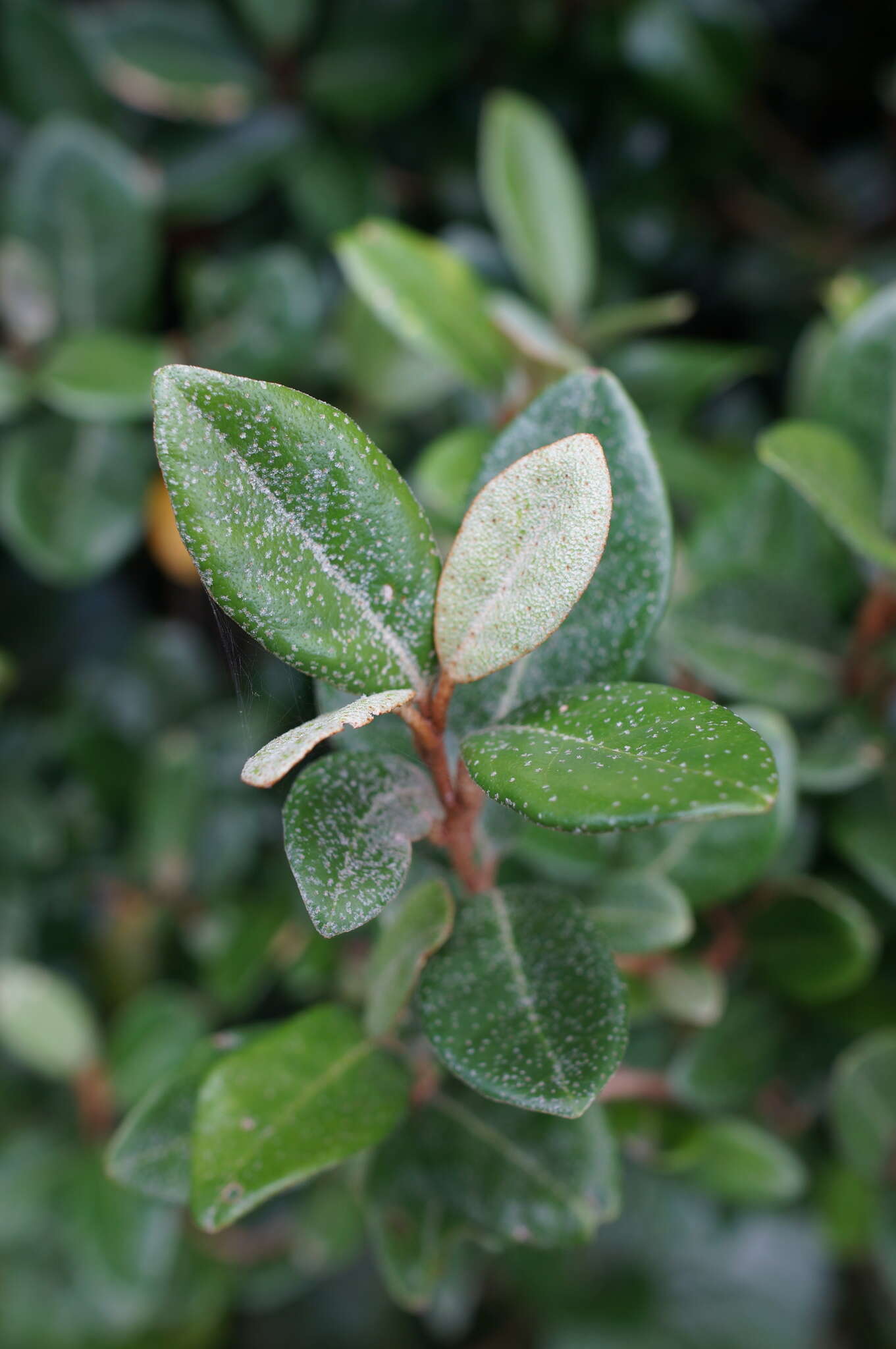 Image of Elaeagnus formosana Nakai