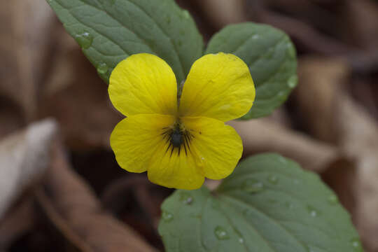 Image of Viola orientalis (Maxim.) W. Beck.