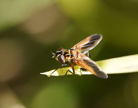 Image of Trichopoda pictipennis Bigot 1876