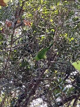 Image of Socorro Parakeet