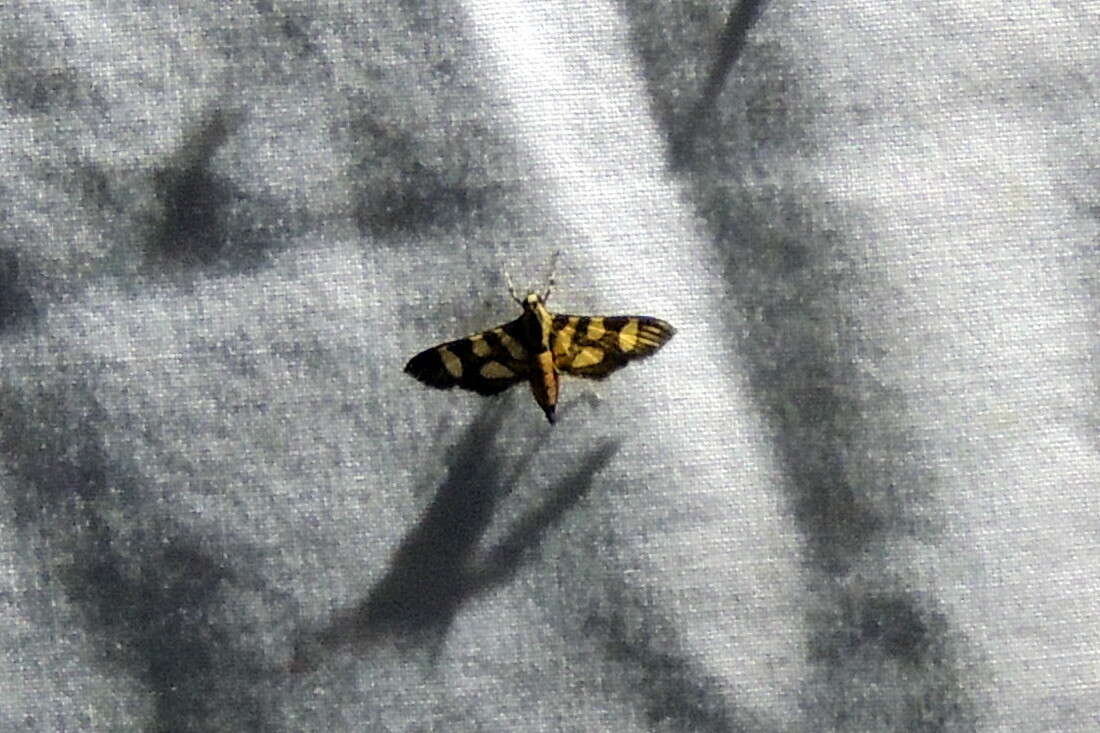 Image of Red-waisted Florella Moth