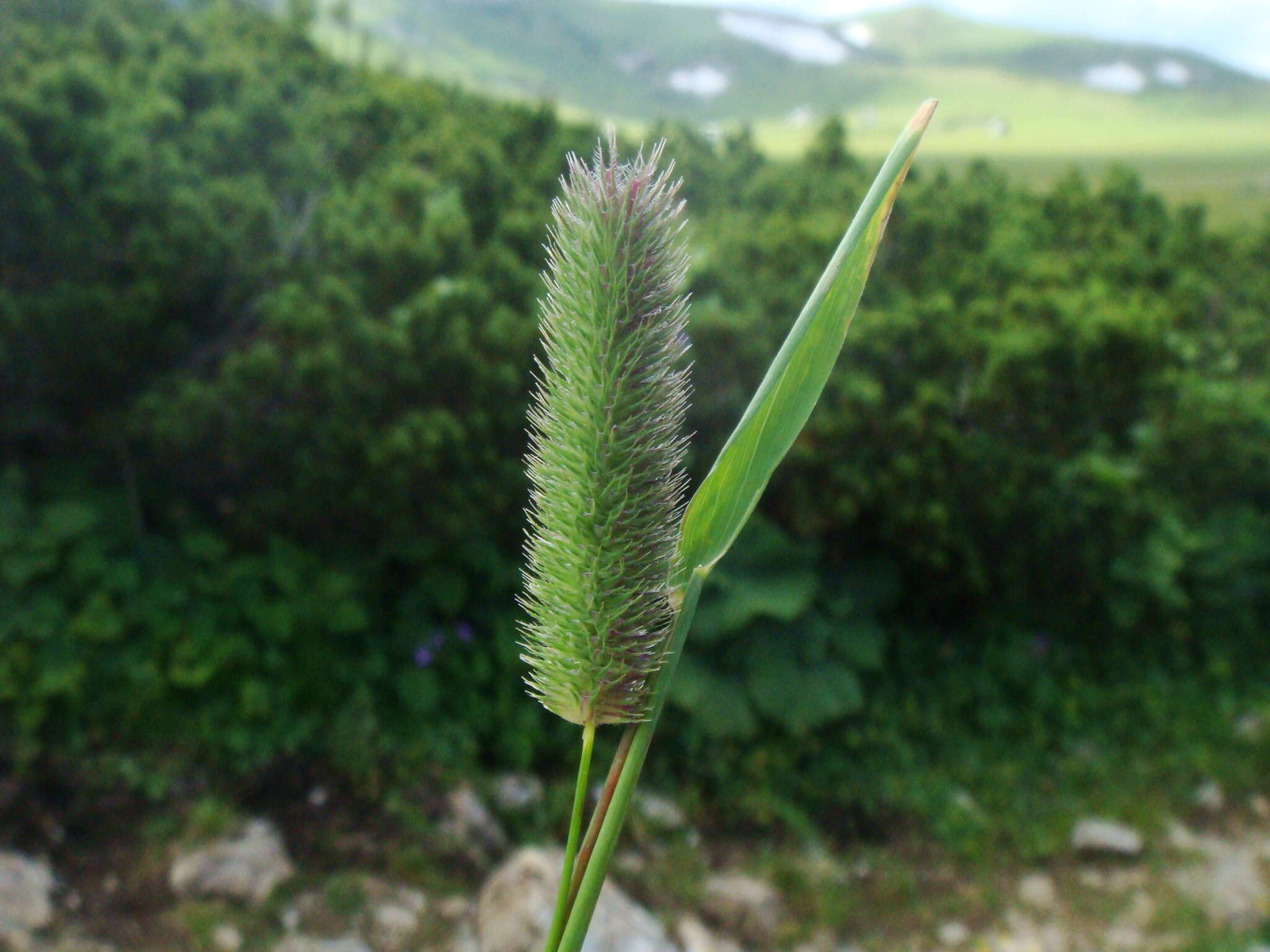 Phleum alpinum subsp. rhaeticum Humphries的圖片