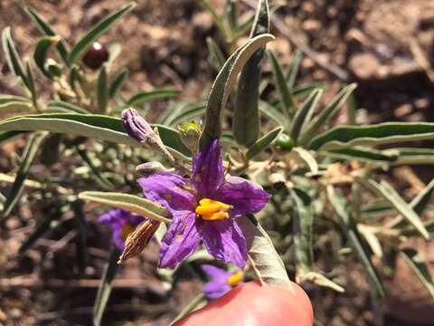 Image of Solanum coactiliferum J. M. Black