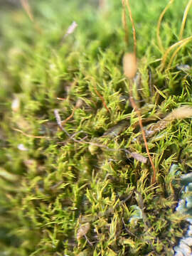 Image of distichium moss