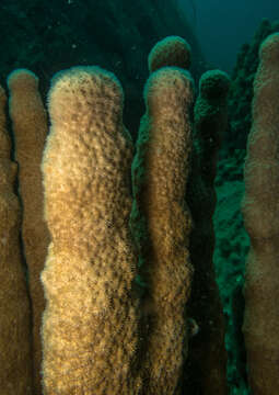 Image of Encrusting Sandpaper Coral