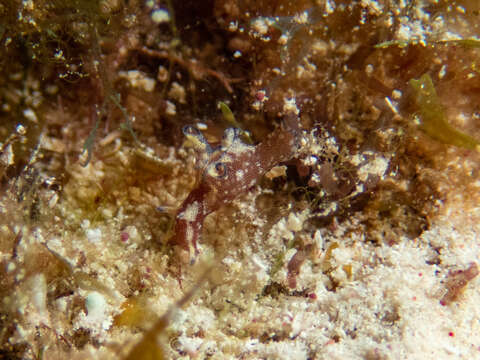 Image of Dwarf sea hare