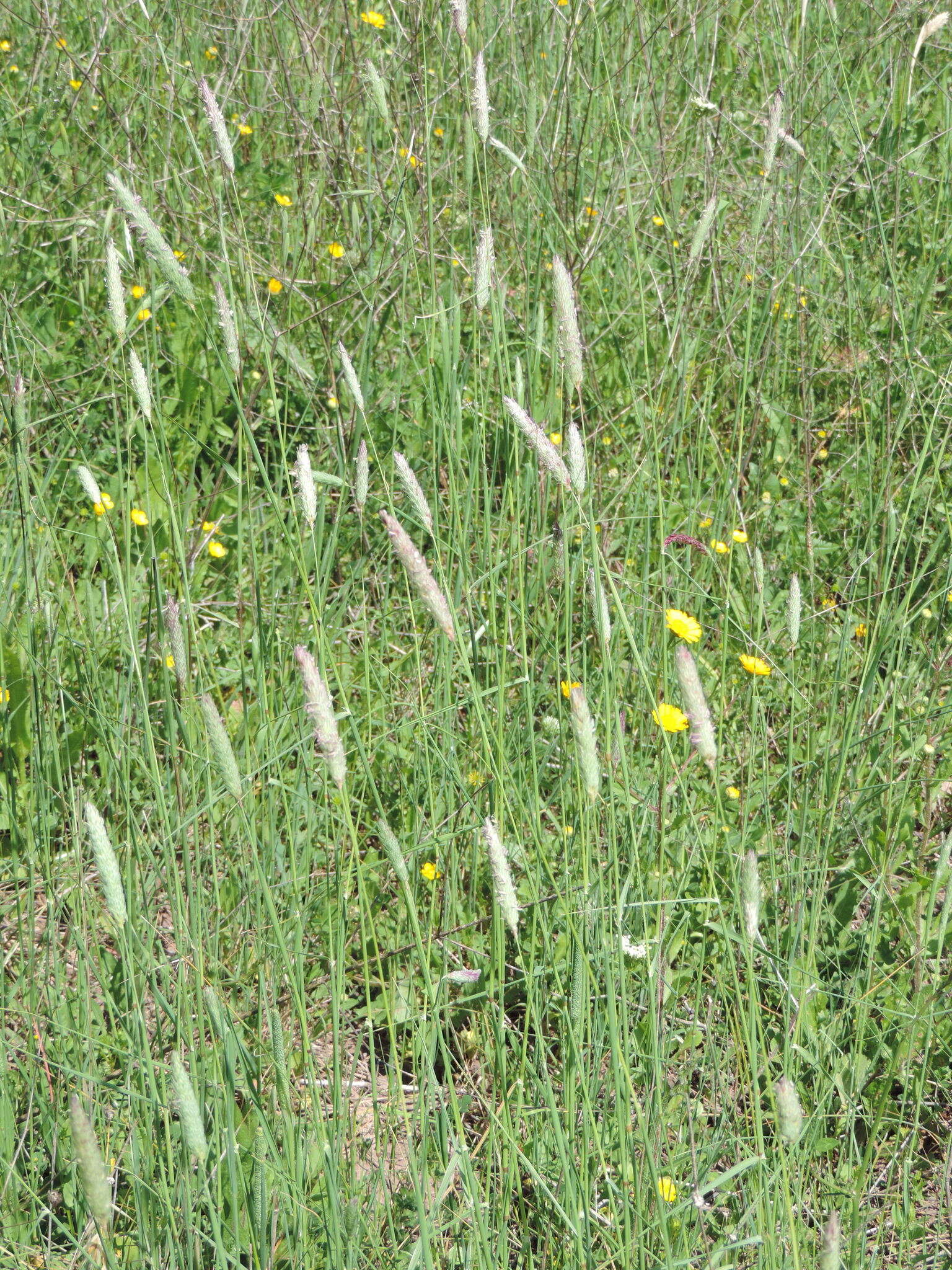 Image of sunolgrass