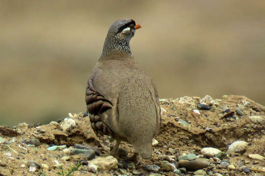 Image of Ammoperdix Gould 1851