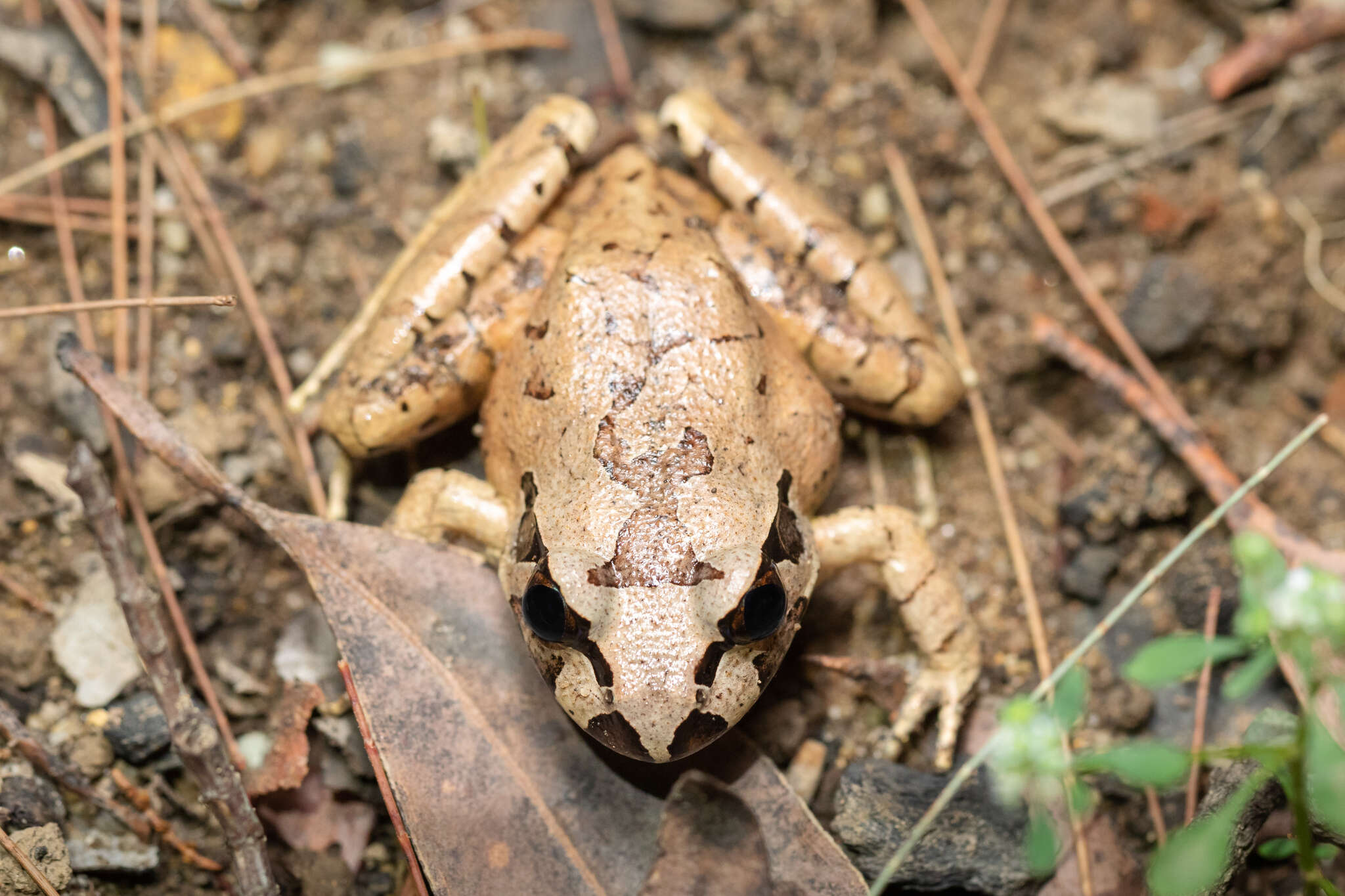 Image of Grey Barred Frog