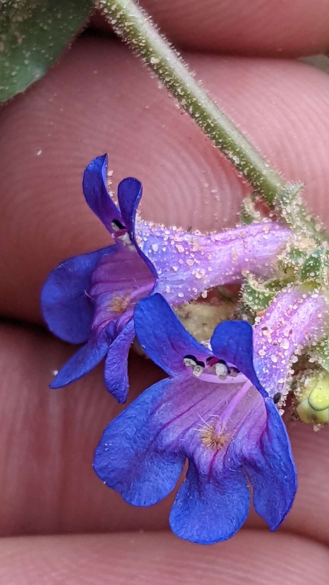 Image of low beardtongue