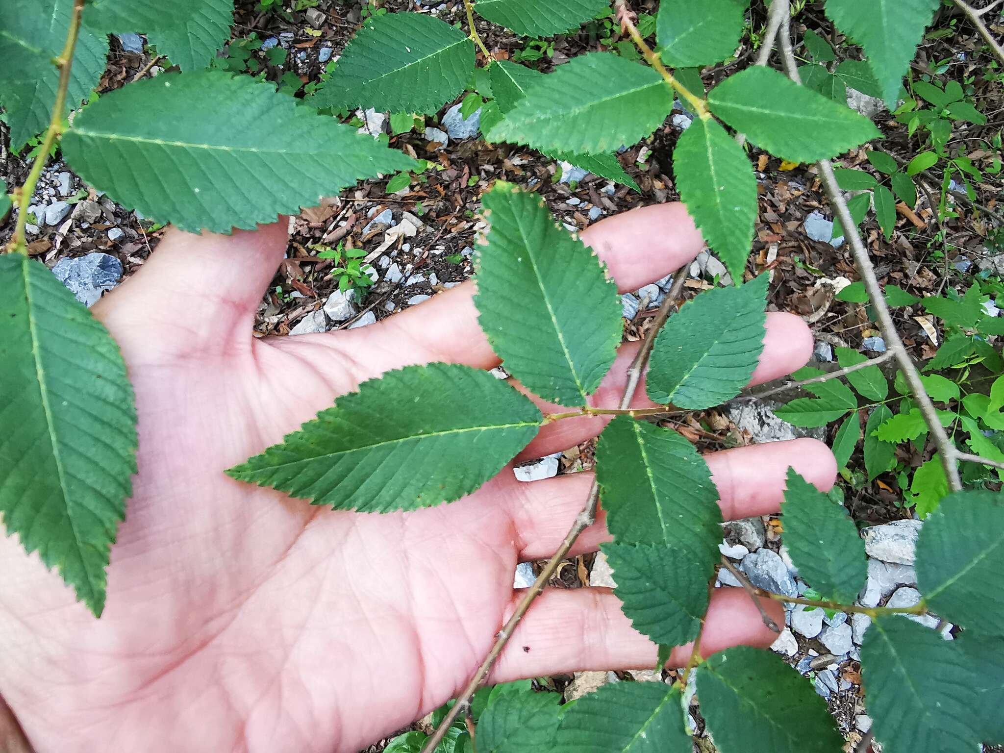 Image of September elm