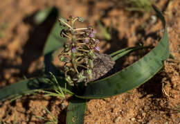 Image of Ledebouria apertiflora (Baker) Jessop