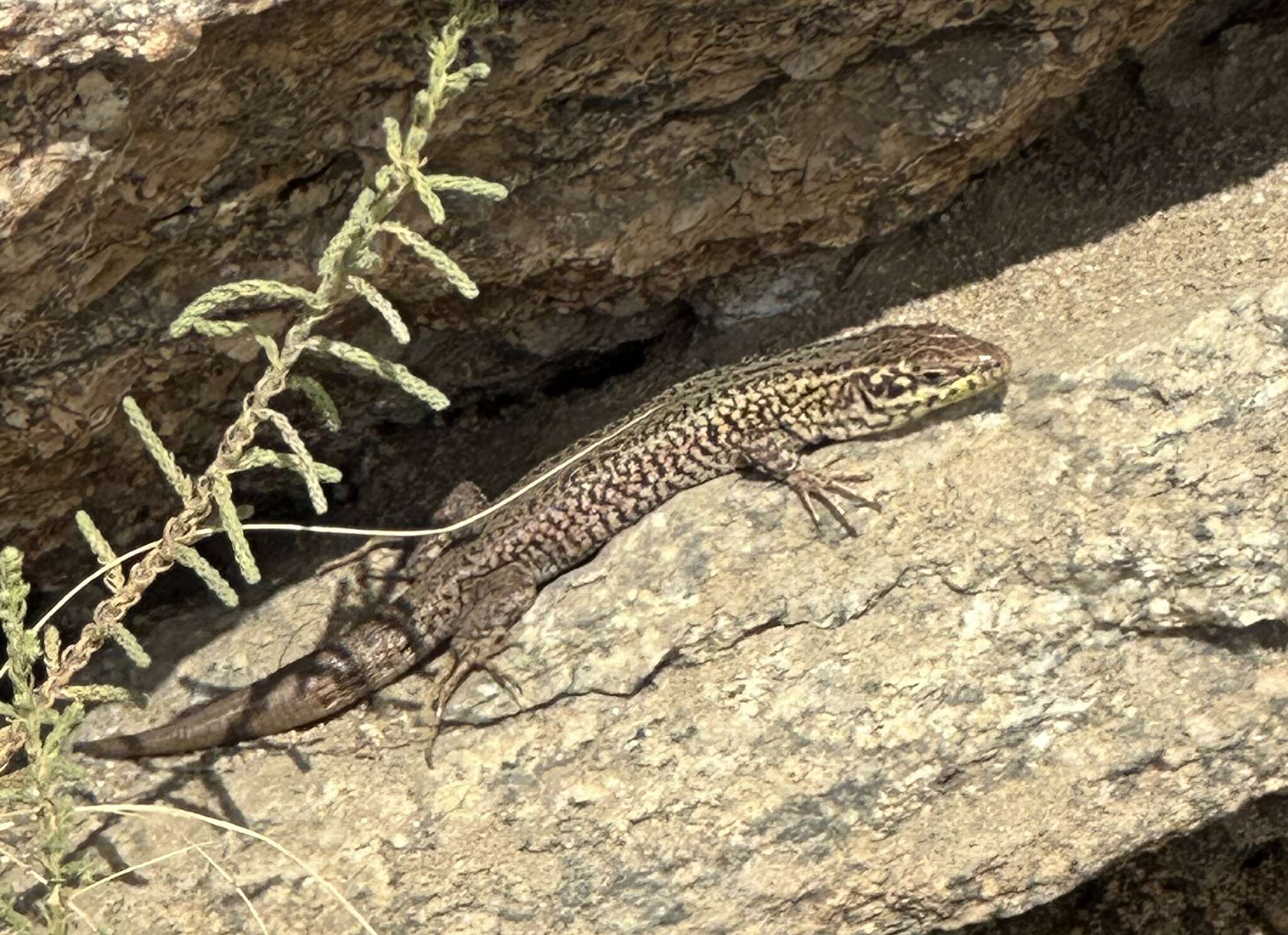 Image of Podarcis erhardii mykonensis (Werner 1933)