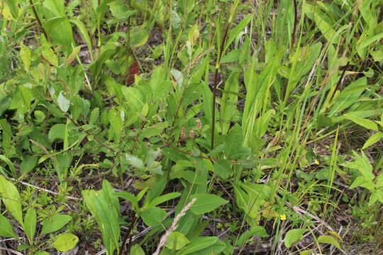 Image of eared willow