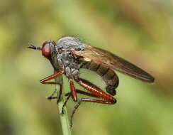 Image of Empis spectabilis Loew 1862