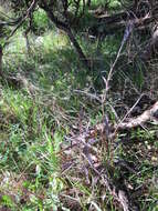 Image of Erechtites diversifolia Petrie.