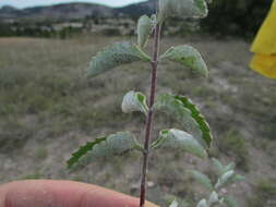 Image of Stevia tomentosa Kunth