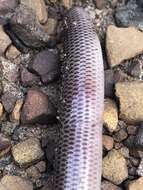 Image of Blackish Blind Snake