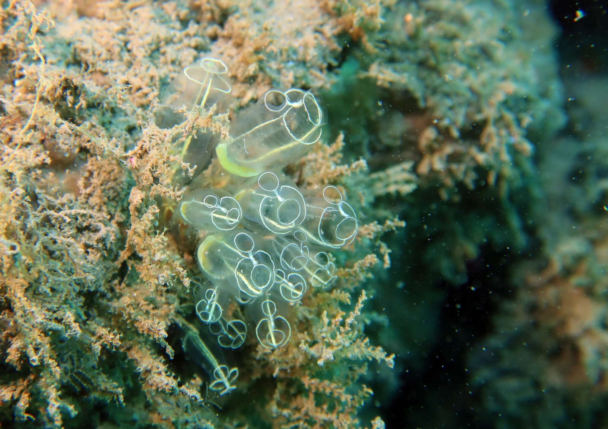 Image of Light-bulb sea squirt