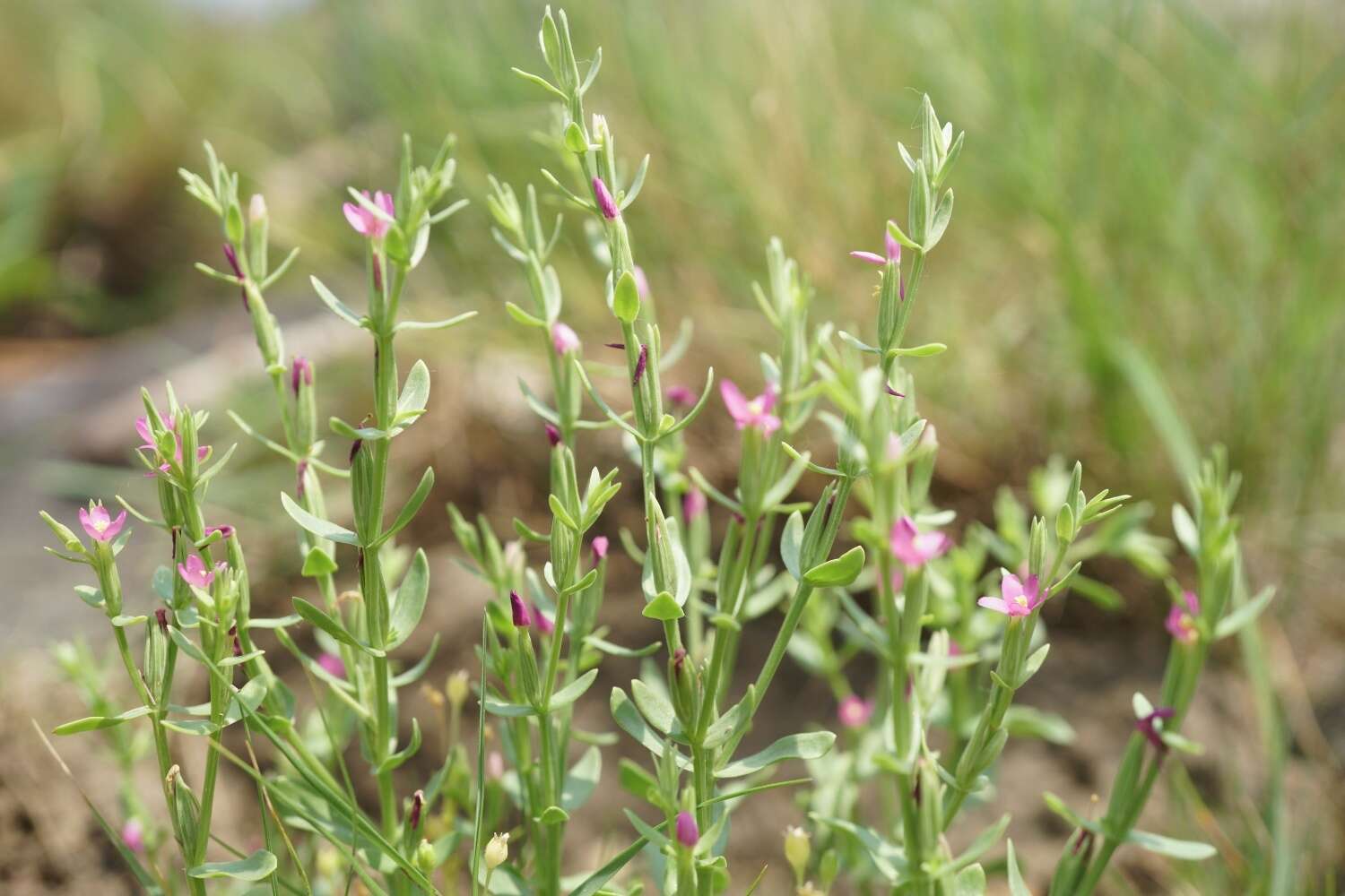 Image of Schenkia japonica (Maxim.) G. Mansion