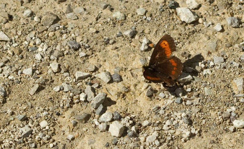 Image of Erebia euryale Esper 1777