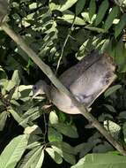 Image of White-throated Tinamou