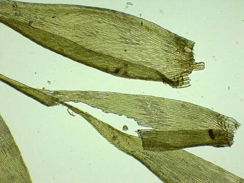 Image of Sematophyllum substrumulosum Britton 1902