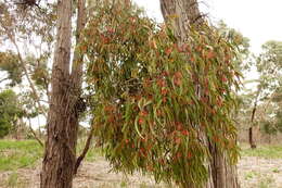 Imagem de Amyema pendula subsp. pendula