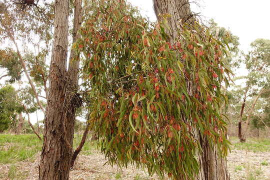 Amyema pendula subsp. pendula的圖片