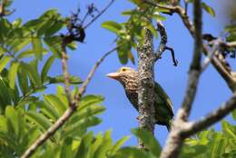 Psilopogon lineatus (Vieillot 1816) resmi