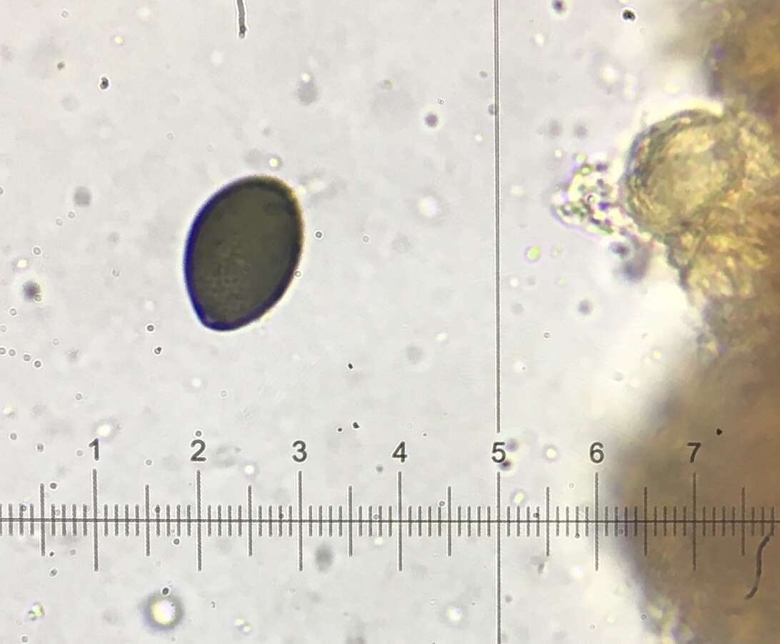 Image of Podospora leporina (Cain) Cain 1962