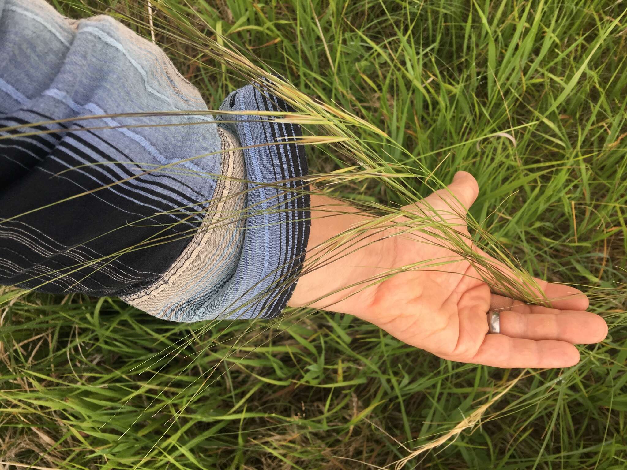 Imagem de Stipa spartea Trin.