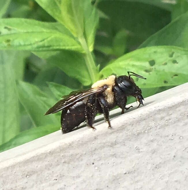 Xylocopa virginica virginica (Linnaeus 1771) resmi