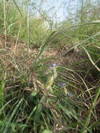 Image of Crotalaria sessiliflora L.