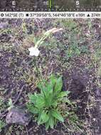 صورة Nicotiana suaveolens Lehm.