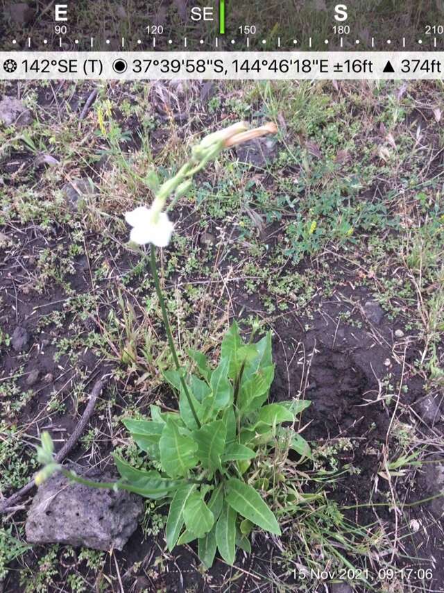 صورة Nicotiana suaveolens Lehm.