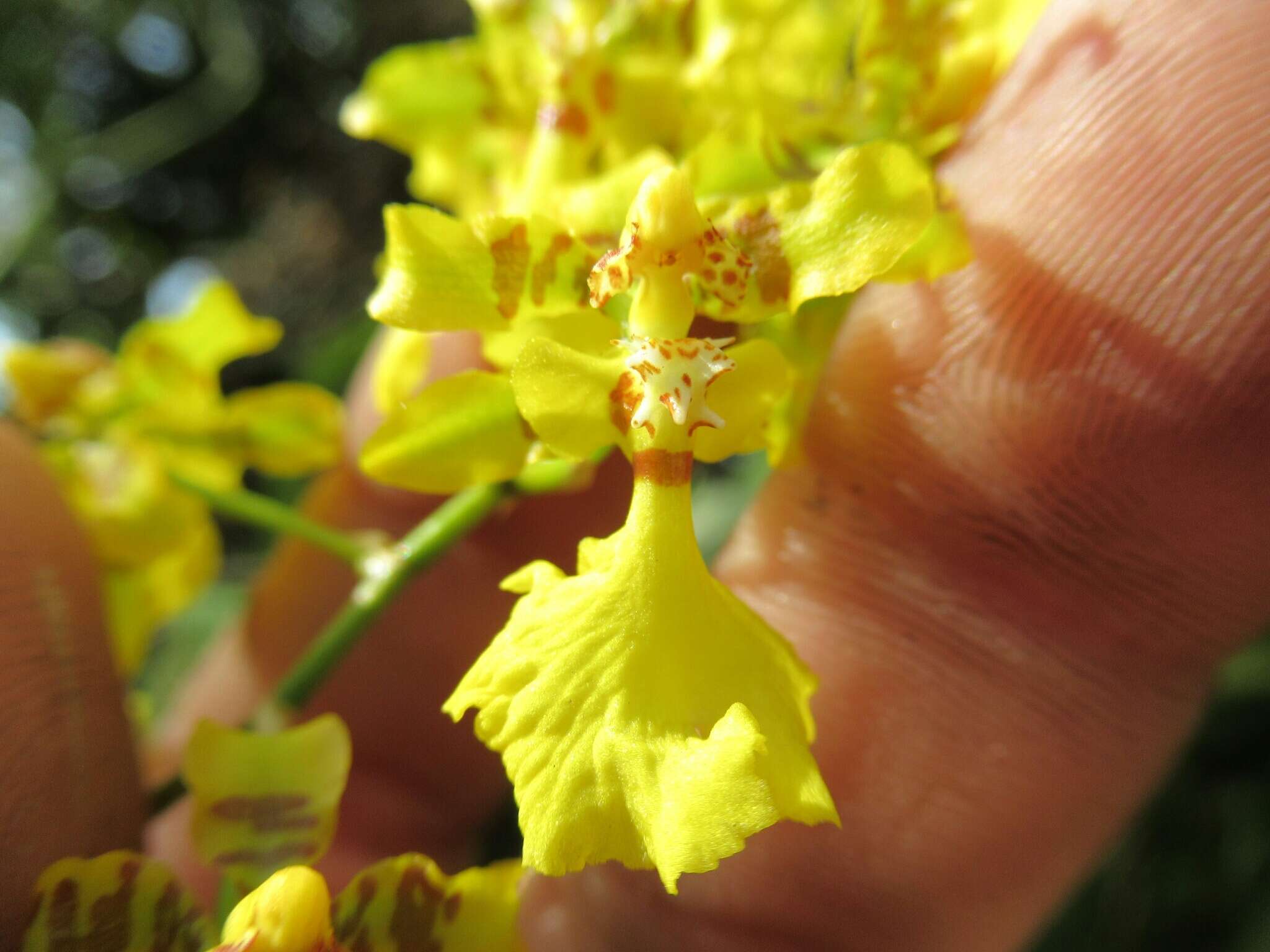 Oncidium isthmi Schltr.的圖片