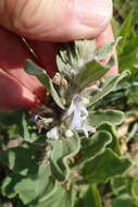 Image of Bugle plant